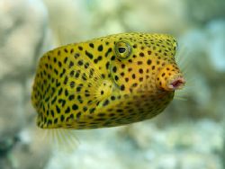 Yellow box fish in very shallow water.
S2pro,105mm. by Derek Haslam 